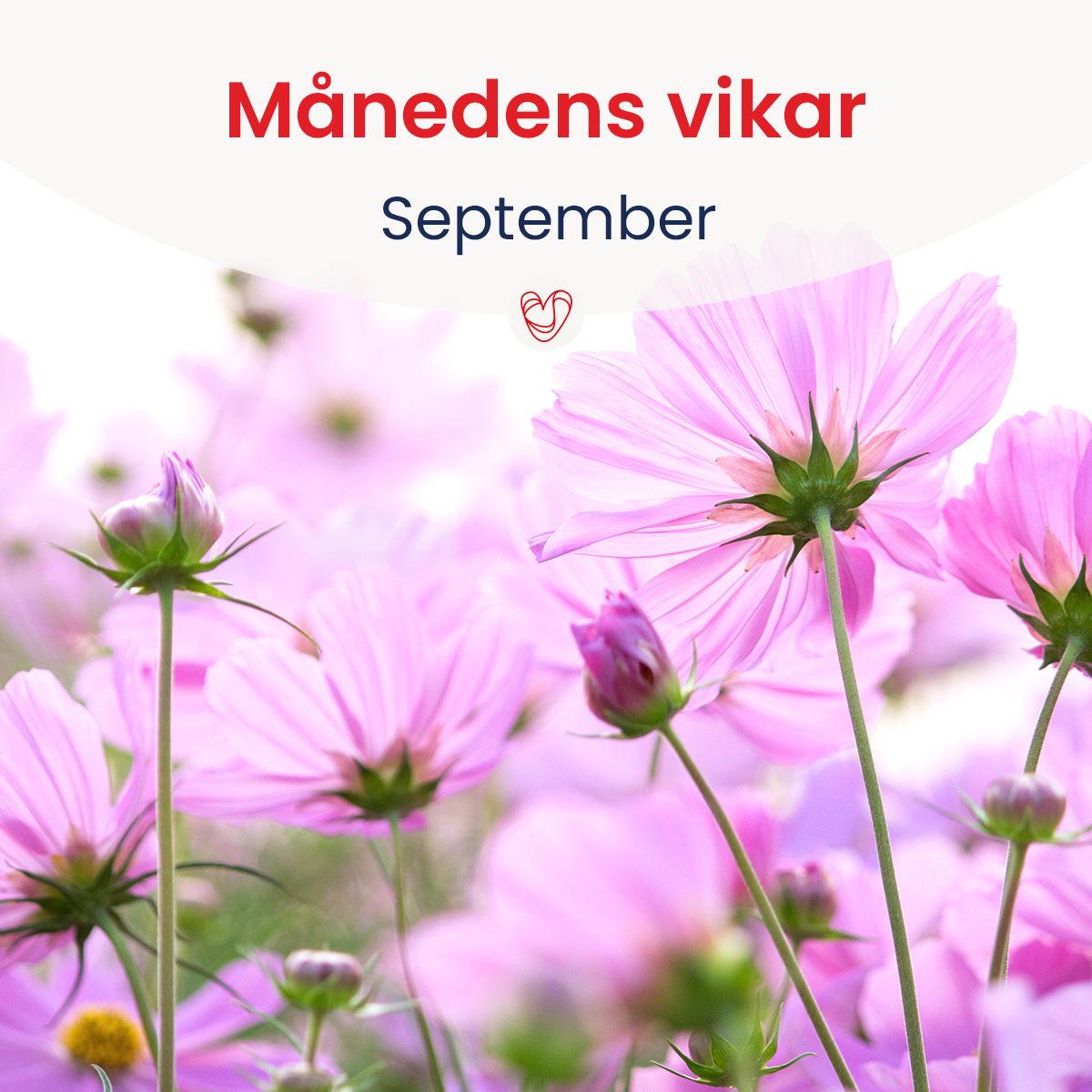 Månedens vikar Månedens vikar