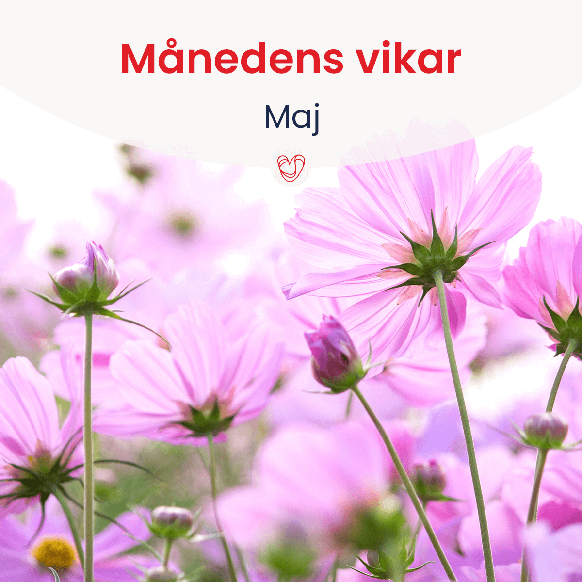 Månedens vikar - maj Månedens vikar - maj